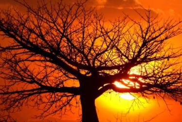 Baobab at sunset